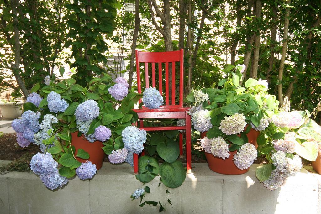 Guest house Hydrangea House Newport